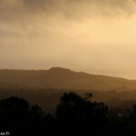 Roussette de Rodrigues