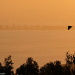 Roussette de Rodrigues