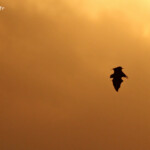 Roussette de Rodrigues