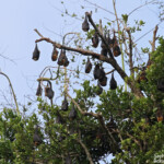 Roussette de Rodrigues