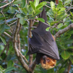 Roussette de Rodrigues