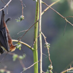 Roussette de Rodrigues