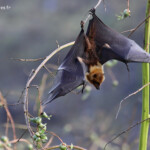 Roussette de Rodrigues