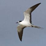 Sterne fuligineuse, Ile aux Cocos, Rodrigues
