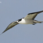 Sterne fuligineuse, Ile aux Cocos, Rodrigues
