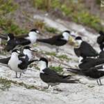 Groupe de Sterne fuligineuse, Ile aux Cocos, Rodrigues