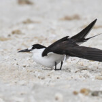 Sterne fuligineuse, Ile aux Cocos, Rodrigues