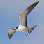 Sterne fuligineuse, Ile aux Cocos, Rodrigues