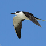 Sterne fuligineuse, Ile aux Cocos, Rodrigues