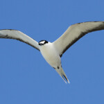 Sterne fuligineuse, Ile aux Cocos, Rodrigues