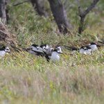 Groupe de Sterne fuligineuse, Ile aux Cocos, Rodrigues