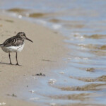 Bécasseau falcinelle, Reserve Mewia Łacha
