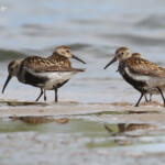 Bécasseaux variables, Reserve Mewia Łacha