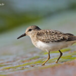 Bécasseau de Temminck sur la digue le long de la rive est de la Vistule, Reserve Mewia Łacha