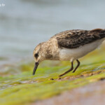 Bécasseau de Temminck sur la digue le long de la rive est de la Vistule, Reserve Mewia Łacha