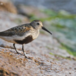 Bécasseau de Temminck sur la digue le long de la rive est de la Vistule, Reserve Mewia Łacha