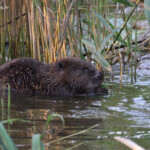 Castor sur la rive est de la Vistule