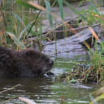 Castor sur la rive est de la Vistule