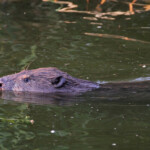 Castor sur la rive est de la Vistule