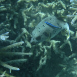 Tétrodon à taches noirs, Séance nettoyage