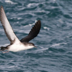 Puffin yelkouan au large de la Grande Motte