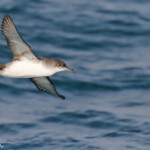 Puffin yelkouan au large de la Grande Motte