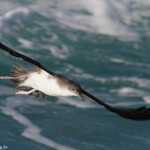 Puffin yelkouan
