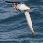 Puffin yelkouan au large de la Grande Motte