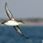 Puffin yelkouan au large de la Grande Motte