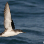 Puffin yelkouan au large de la Grande Motte