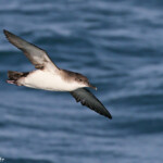 Puffin yelkouan au large de la Grande Motte