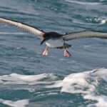 Puffin yelkouan au large de la Grande Motte