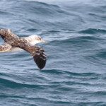 Puffin yelkouan, forme leucique, au large de la Grande Motte