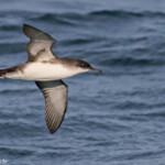 Puffin yelkouan au large de la Grande Motte