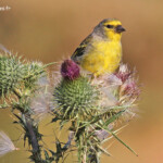 Venturon corse près de la station du Val d'Ese