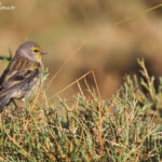 Venturon corse près de la station du Val d'Ese