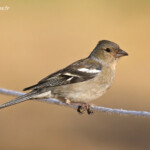 Pinson des arbres dans les pelouses autour de la station du Val d'Ese