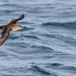 Puffin des Baléares au large de la Grande Motte