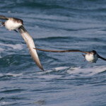 Puffins yelkouans au large de la Grande Motte