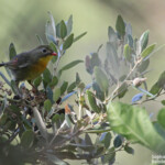 Leiothrix jaune, Cros d'Utelle