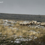 Moutons sur le Plateau de Calern