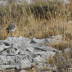 Traquet motteux sur le plateau de Calern