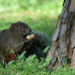 Écureuil à ventre rouge, Cap d'Antibes