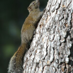 Écureuil à ventre rouge, Cap d'Antibes