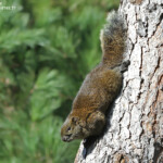 Écureuil à ventre rouge, Cap d'Antibes
