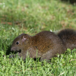 Écureuil à ventre rouge, Cap d'Antibes