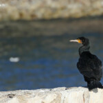 Grand Cormoran, Saint-Jean-Cap-Ferrat