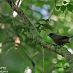 Monarque brun sur le sentier du Pont Tamanou