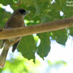 Monarque brun sur le sentier du Pont Tamanou