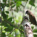 Monarque brun sur le sentier du Pont Tamanou